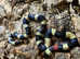 Oreo Pueblan Milk Snakes at Birmingham Reptiles