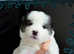 Siberian Husky cross Samoyed (Samusky)