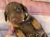 Miniature Dachshund puppies