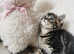 Stunning Ragdoll X British Shorthair