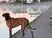 Beautiful Great Dane Girl Looking for forever home
