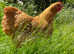 Orpington hens for sale