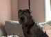 Blue boy shar Pei needing a new home