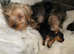 Toy Yorkshire Terrier Puppies For Sale Full Pedigree, Registered with Paper