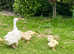 Sebastopol goslings