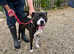 Lovely Reggie needs his forever home