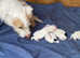 Parson Russell Terrier Puppies - 4 Adorable Bundles of Joy!