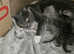 Russian Blues and British shorthair
