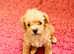 Schnoodle puppies