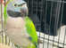 Be shy Derbyan Talking parrot