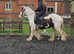 11.3 mini cob 5 yrs gelding