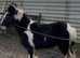 Show cob colt