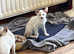 Siamese kittens for sale