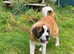 Saint Bernard Girl for sale