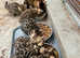 Bengal kittens for sale