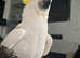 Cockatoo Mufasa For Sale! Super Tame!