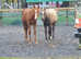 April 2023 filly to make 16-16-16.2hh