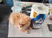 WELL BRED TEACUP POMERANIANS READY FOR THEIR NEW LOVING HOME