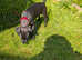 Gorgeous 14 week old Patterdale Terrier