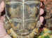 Speke's hinge back tortoise