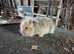 Mini lion lop baby bunnies rabbits