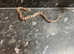 Variable King Snake at Birmingham Reptiles