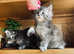 Beautiful pedigree Maine Coon kittens