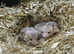Baby Duprasi (Fat Tailed Gerbils) born 26th Jan 2024