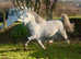By Lampeter stallion show winner