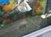 Gaint Gourami
