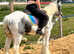 12'1 riding pony mare