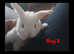 Gorgeous mini lop babies