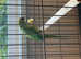 Parrot