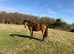 Homebred, lovely 2year old part-bred Connemara bay filly,standing 14.1hh .