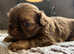Shihtzu puppies