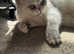 Beautiful British Shorthair chinchilla Cat Looking for a Loving Home!