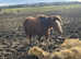 Welsh x cob brood mare