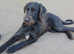 DEERHOUND/WIREHAIRED HUNGARIAN VISZLA PUPPIES