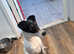 Fox Terrier