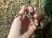 Trinket snake at Birmingham Reptiles
