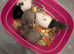 Baby male rats