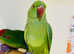 Beautiful young Indian ringnick parrot