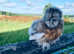 Silkie point of lay pullets