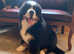 Bernese Mountain Dog Puppies