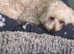 Cavapoochon female