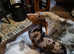 Miniature dashounds