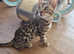 TICA registered, Health screened Bengals