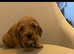Minature cockapoo puppeies