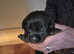 Kc reg 5 generation labradors