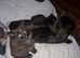 Part Norwegian forest cat x tortoiseshell kitten for sale
